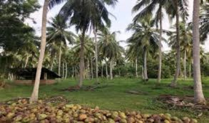 Land For Sale In Galewela