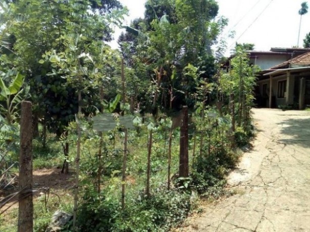 Land For Sale In Pugoda