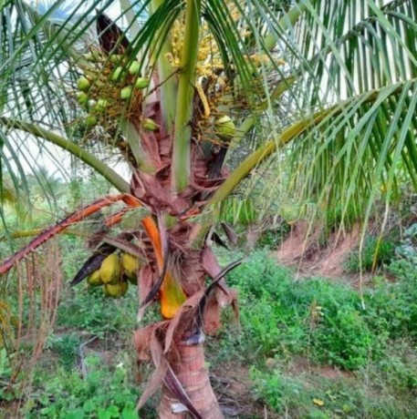 Land For Sale In Madurankuliya