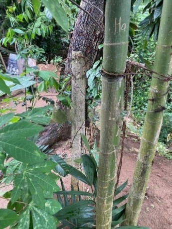 Land For Sale In Matale