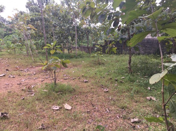 Land For Sale in Meepe