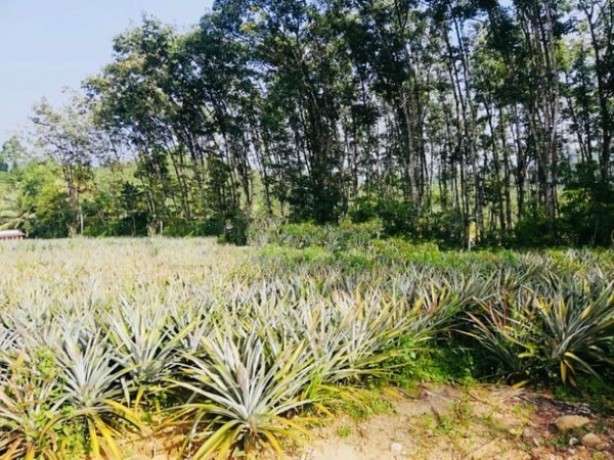 Land For Sale In Padukka